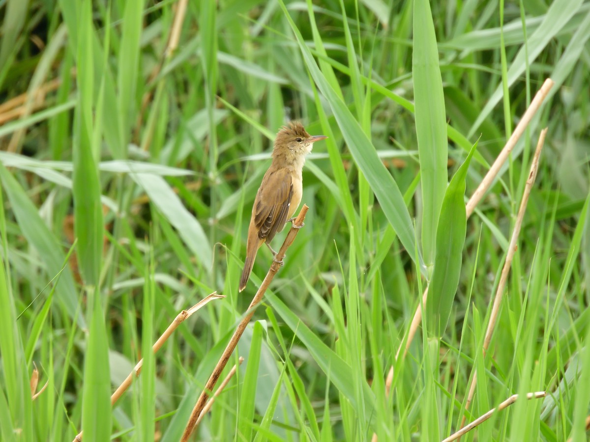 Oriental Reed Warbler - Yawei Zhang