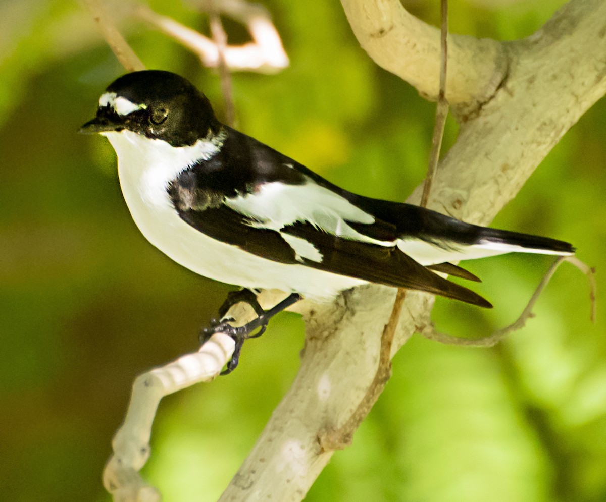 Semicollared Flycatcher - ML604808591