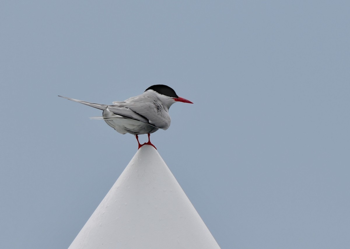 Arctic Tern - ML604810081