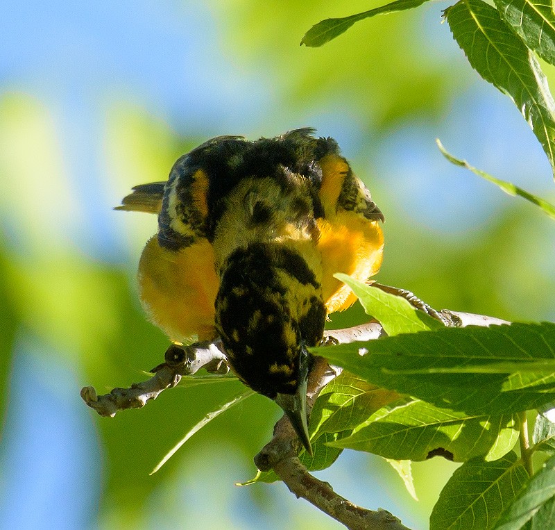 Baltimore Oriole - Mike Bailey