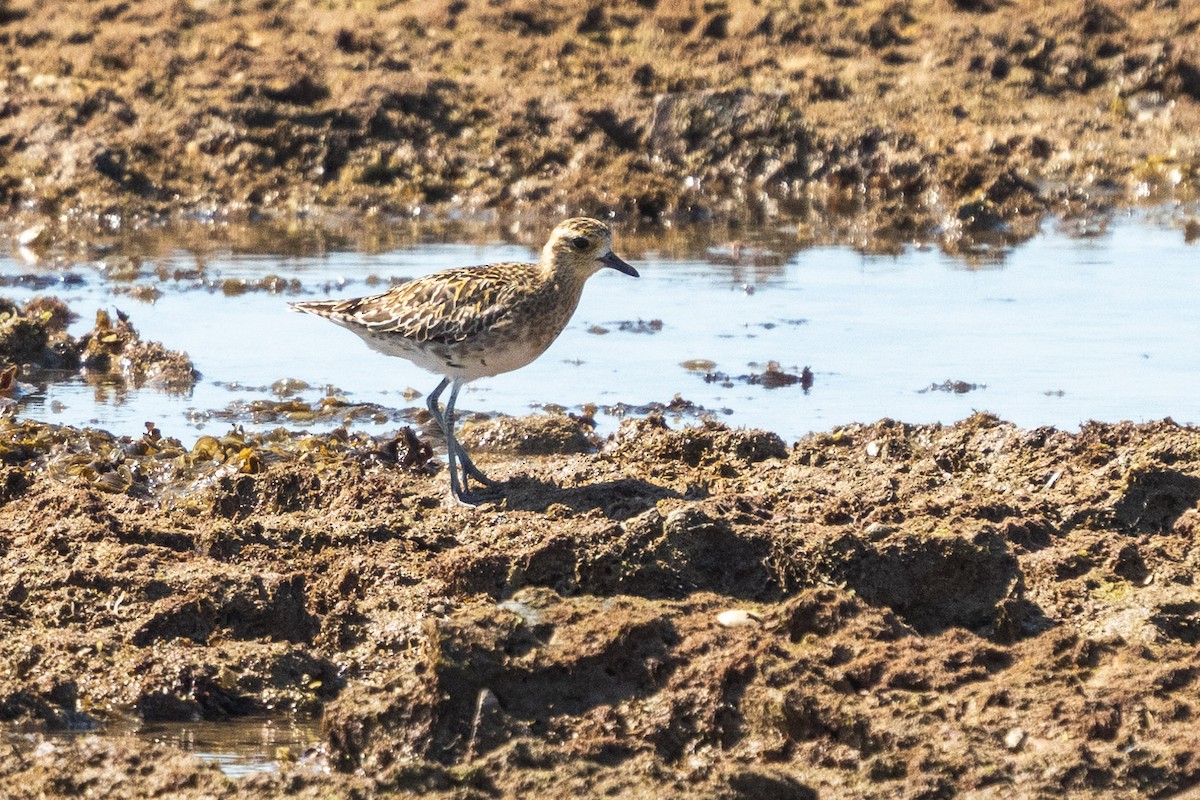 Chorlito Dorado Siberiano - ML604810471