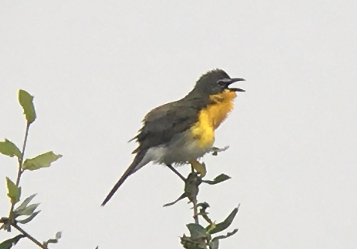 Yellow-breasted Chat - ML60481071