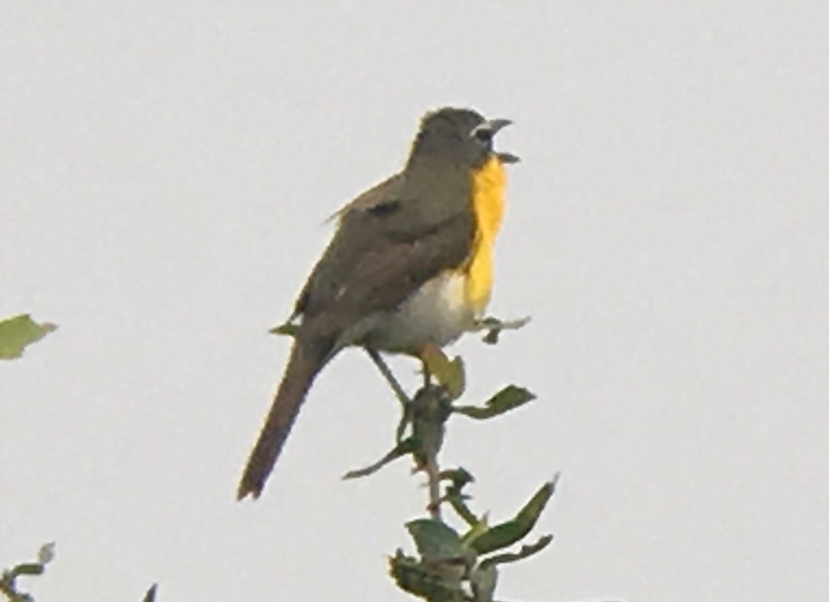 Yellow-breasted Chat - ML60481081