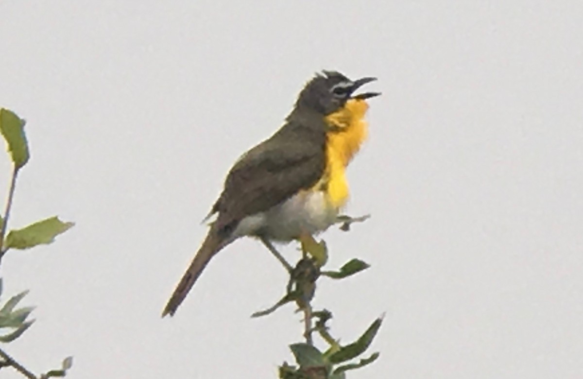 Yellow-breasted Chat - ML60481091