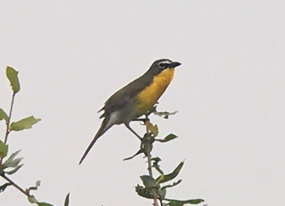 Yellow-breasted Chat - ML60481101