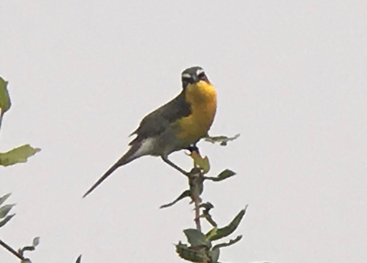Yellow-breasted Chat - ML60481111