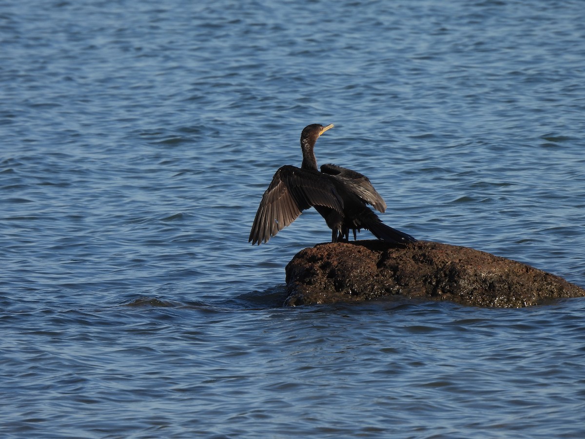 Neotropic Cormorant - ML604811121