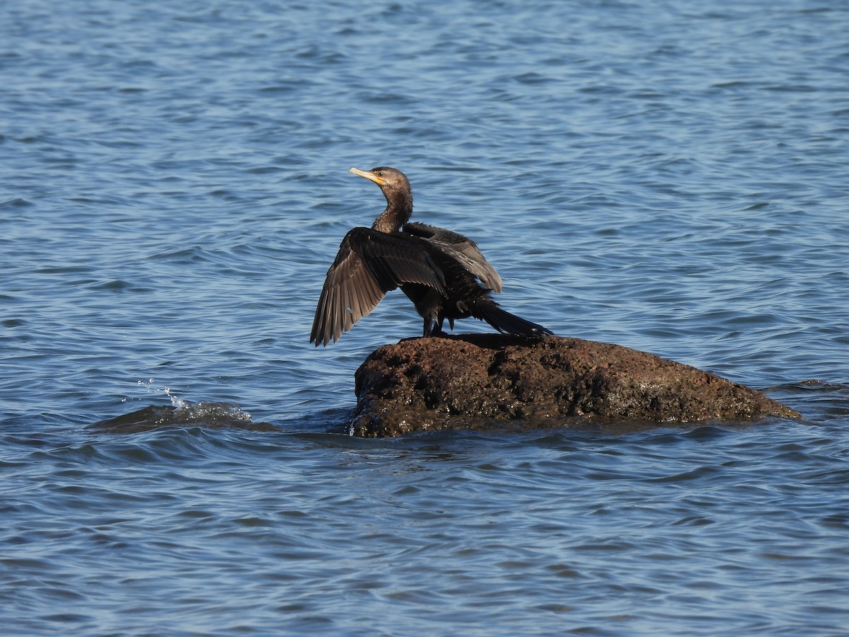 Neotropic Cormorant - ML604811131