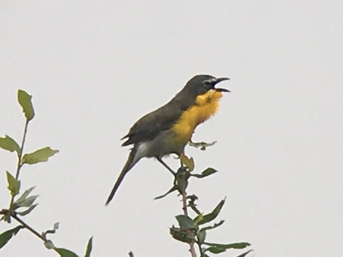 Yellow-breasted Chat - David Simpson