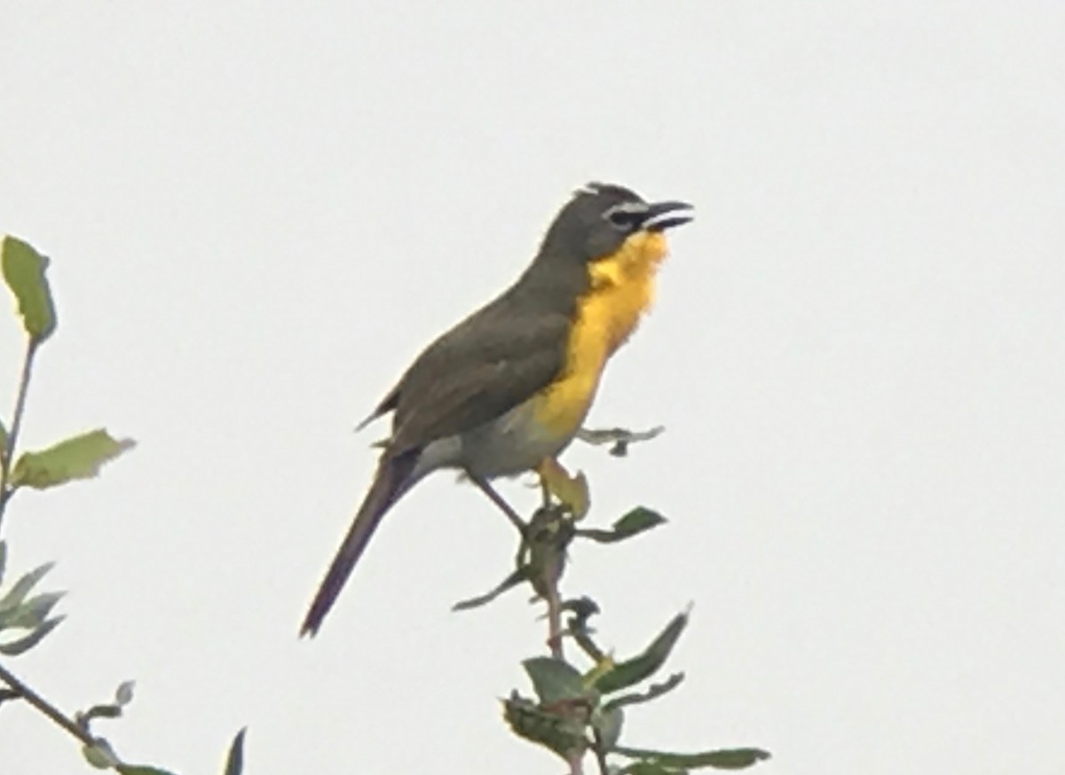 Yellow-breasted Chat - ML60481131