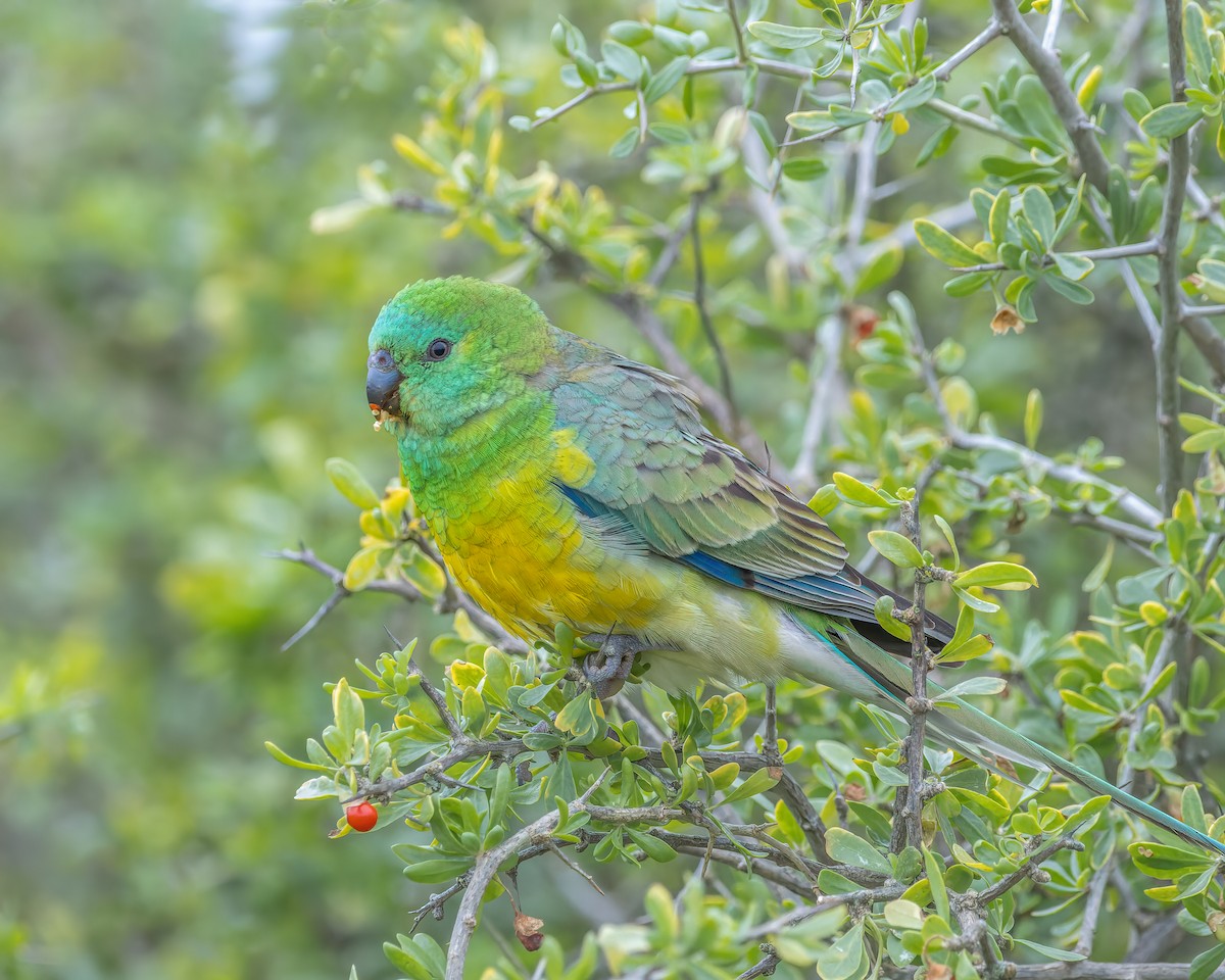 Red-rumped Parrot - ML604811531