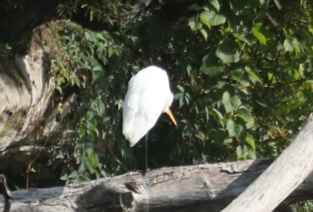 Great Egret - ML604812741