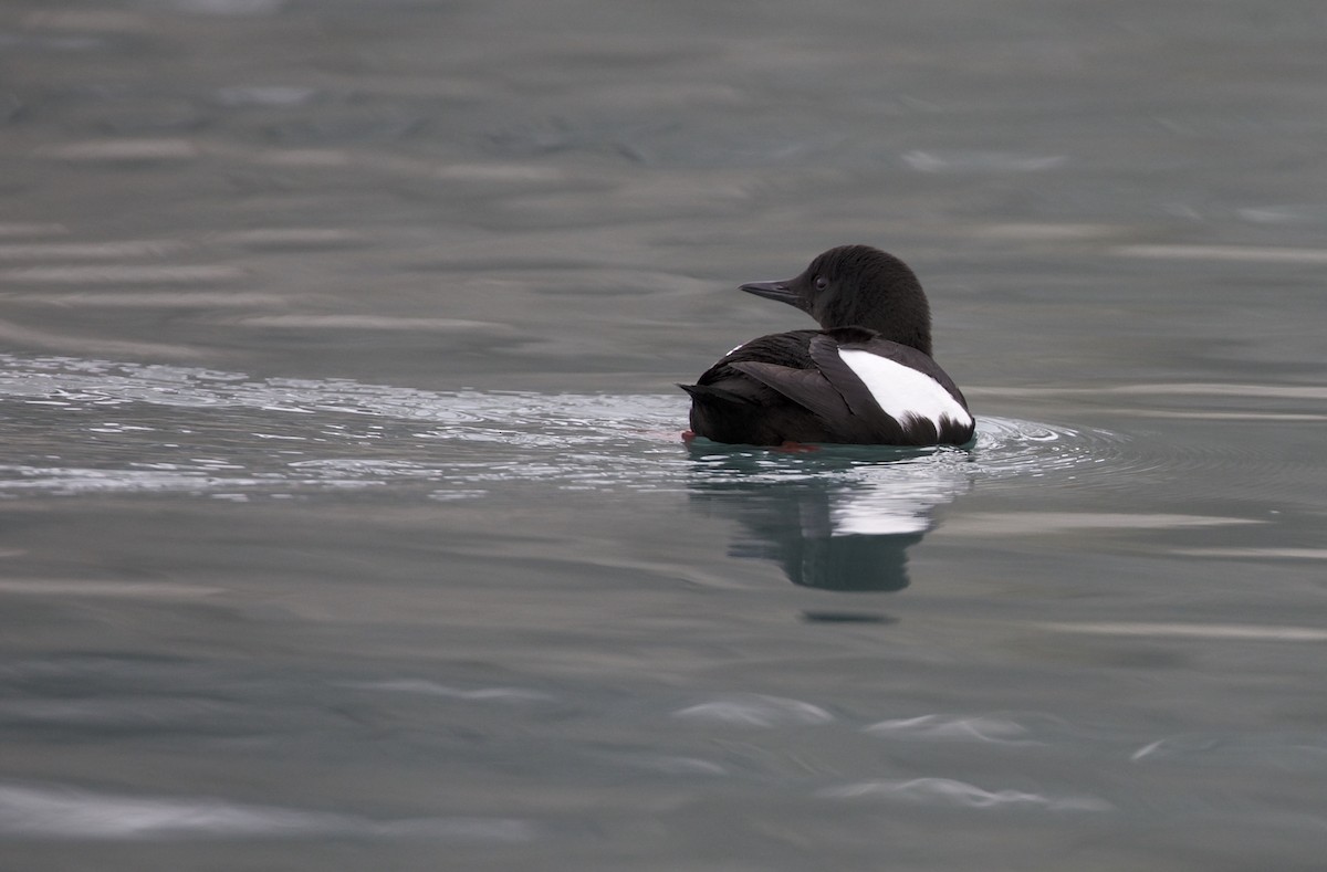 Black Guillemot - ML604814281