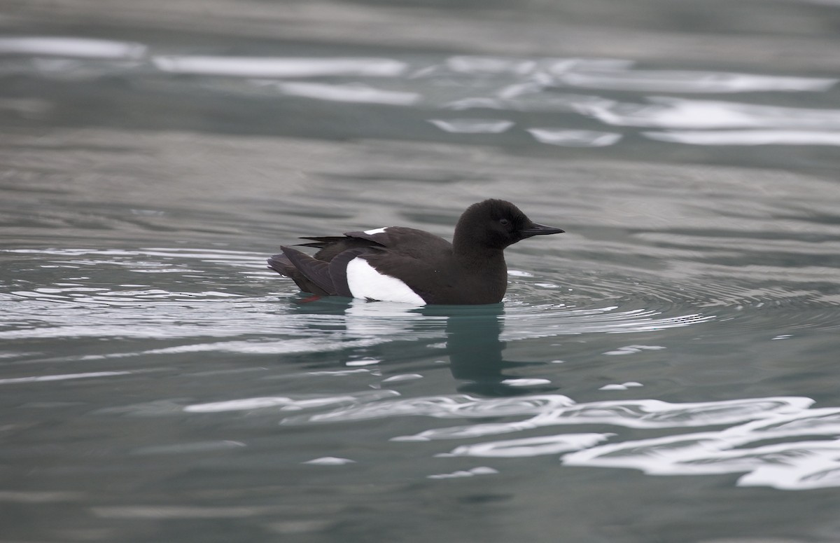 Black Guillemot - ML604814291