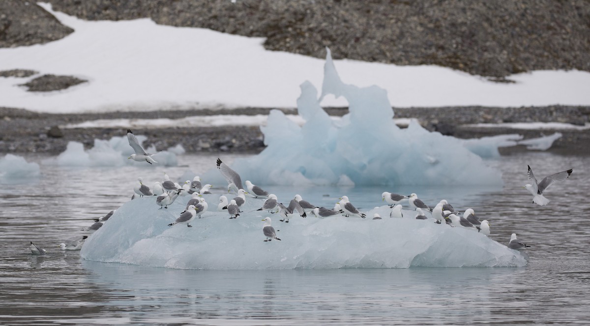 Mouette tridactyle - ML604814391