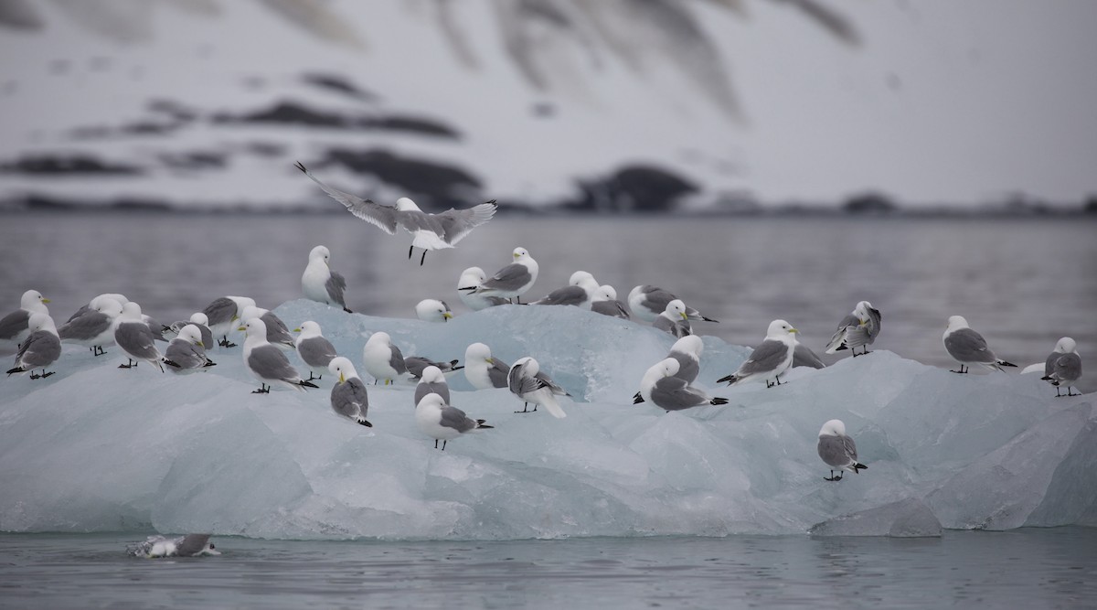 Black-legged Kittiwake - ML604814401