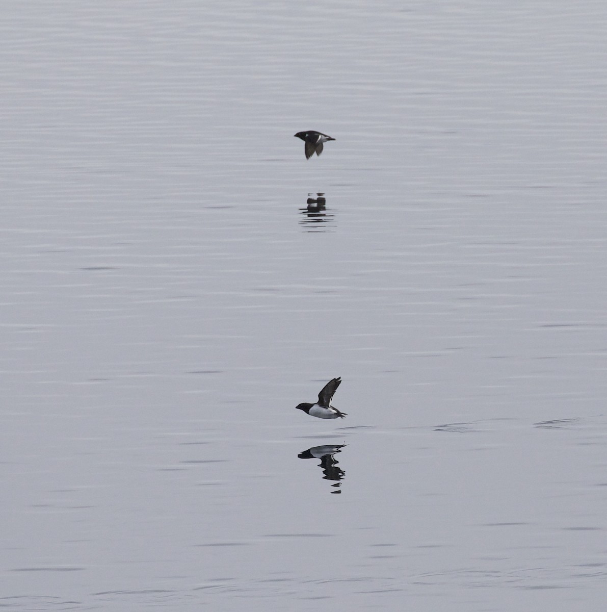 Thick-billed Murre - ML604814491