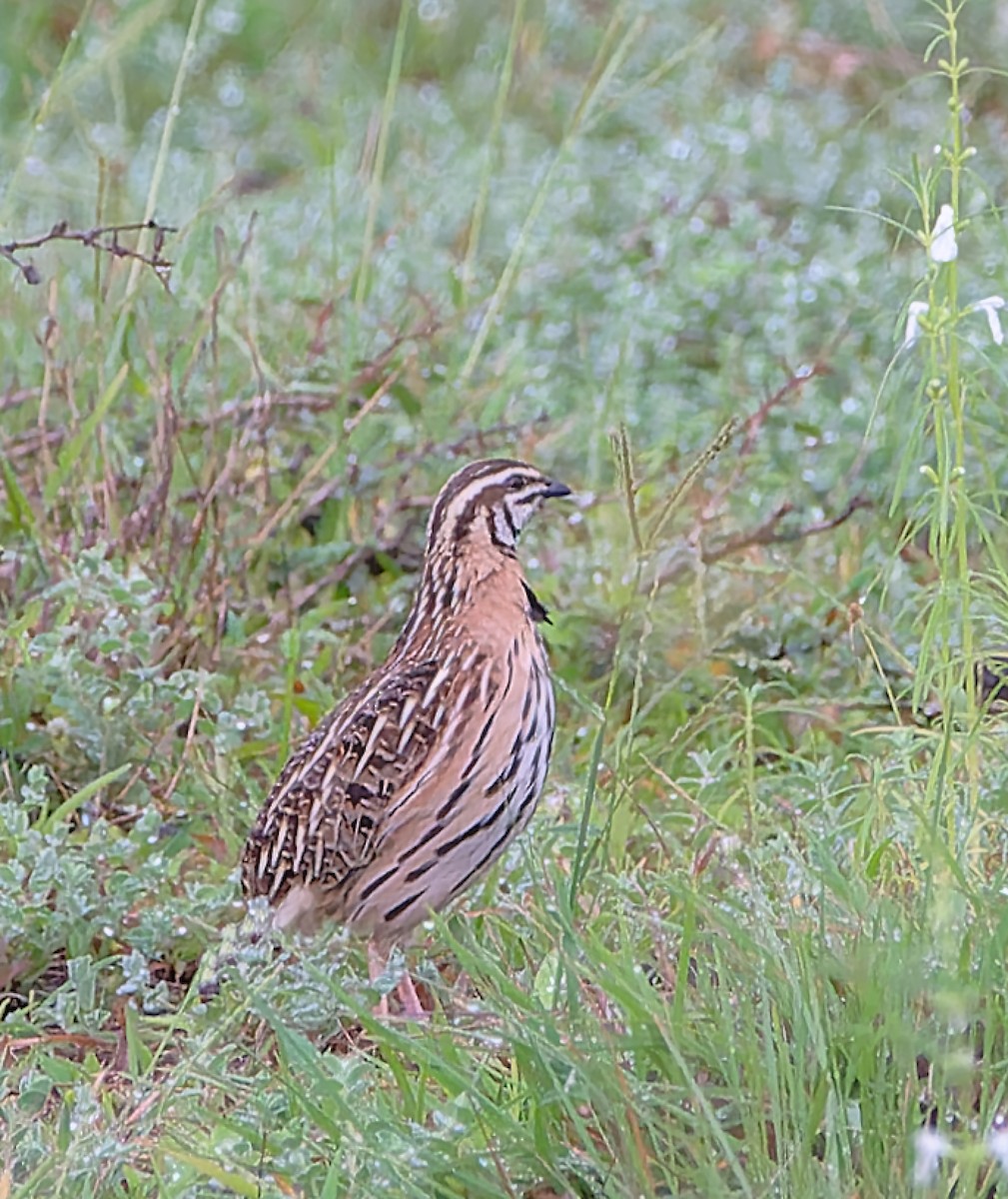 Rain Quail - ML604815051