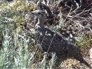 Greater Sage-Grouse - Martin Pitt