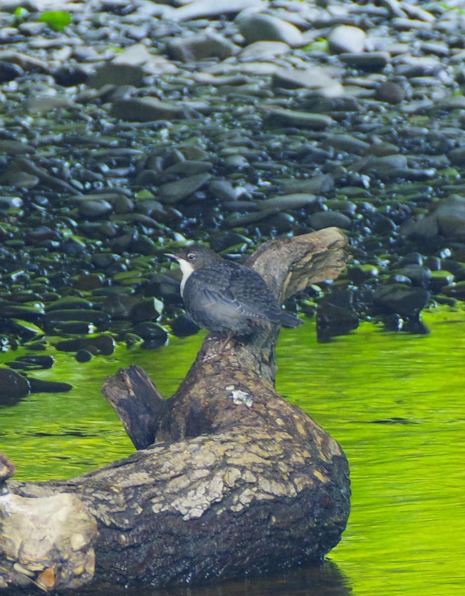 White-throated Dipper - ML604817071