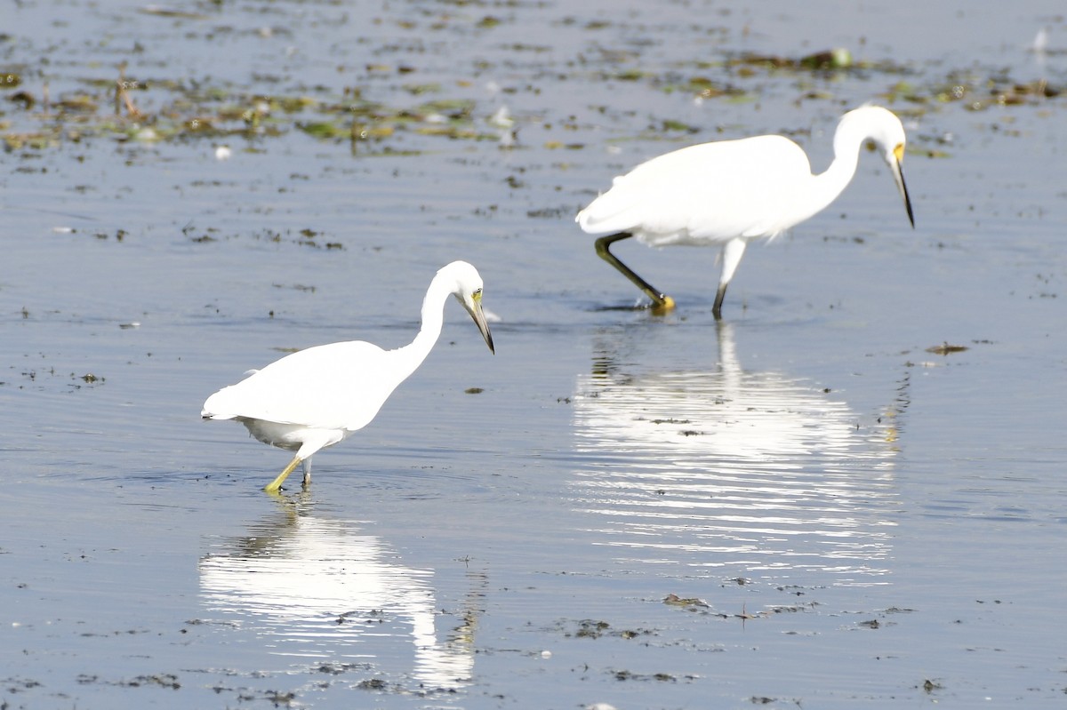 Little Blue Heron - ML604818091