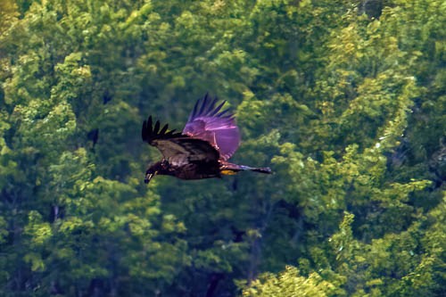 Bald Eagle - ML604818271