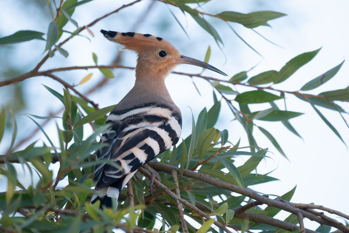 Eurasian Hoopoe - ML604820011