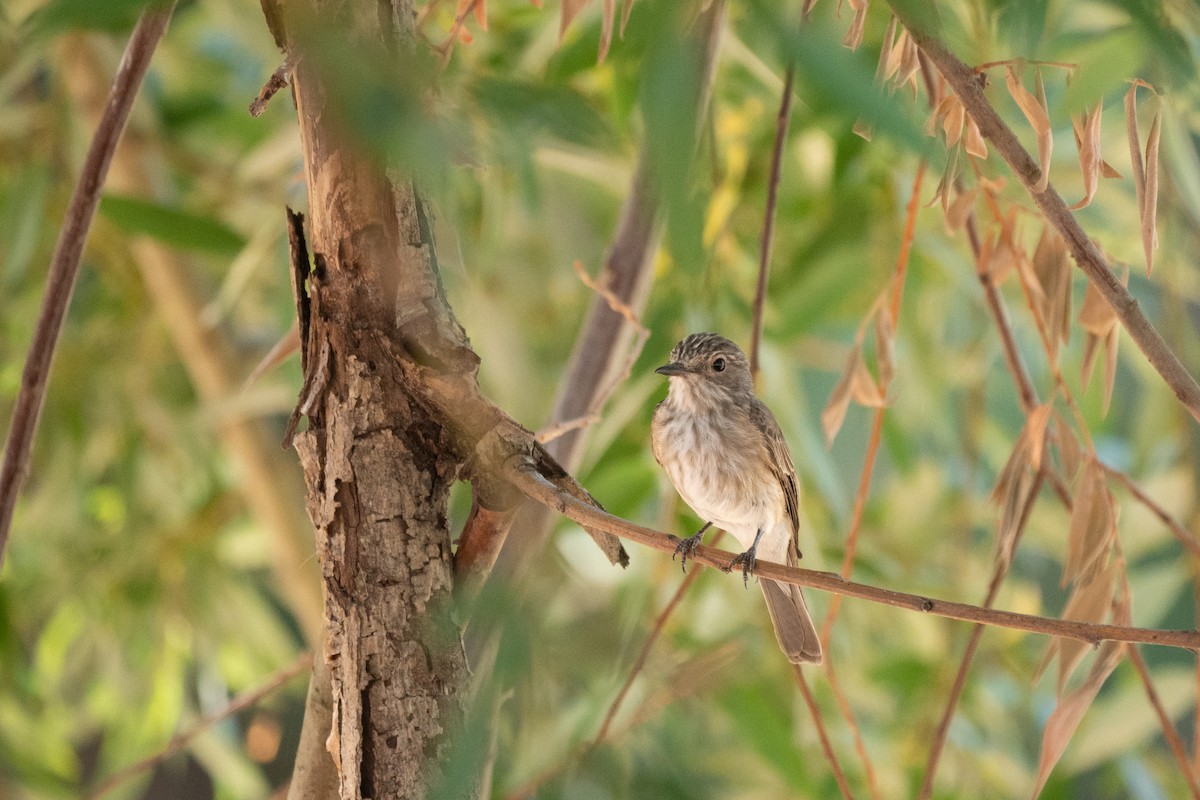 Spotted Flycatcher - ML604820021