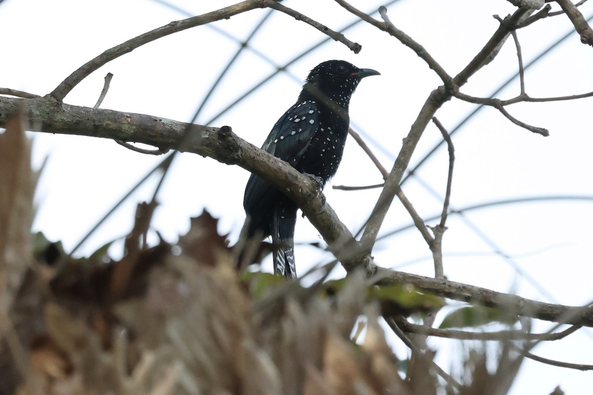 Moluccan Drongo-Cuckoo - ML604820651