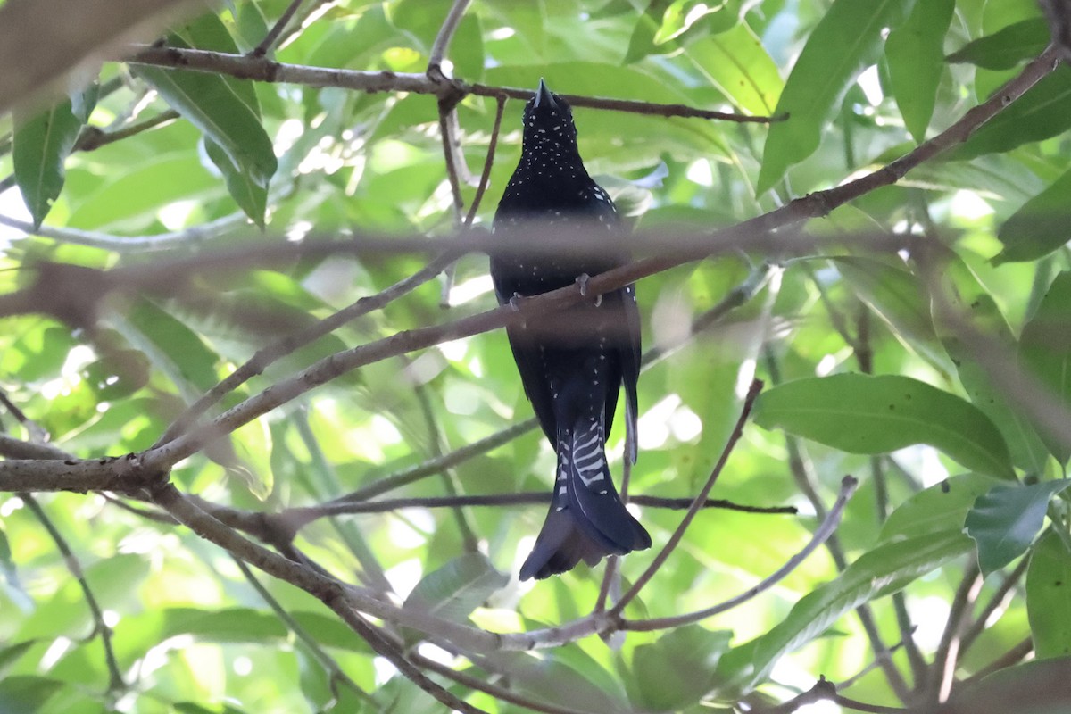 Moluccan Drongo-Cuckoo - ML604820661