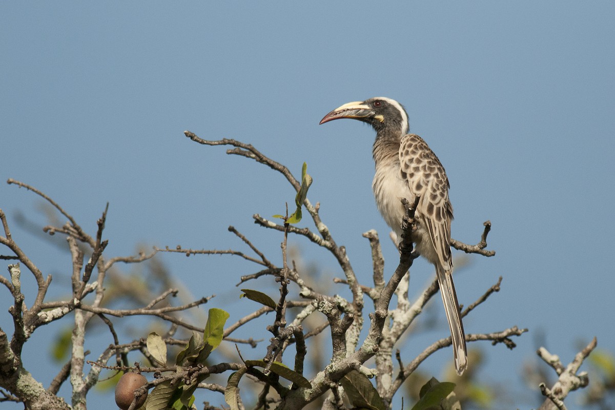 African Gray Hornbill - ML604821101