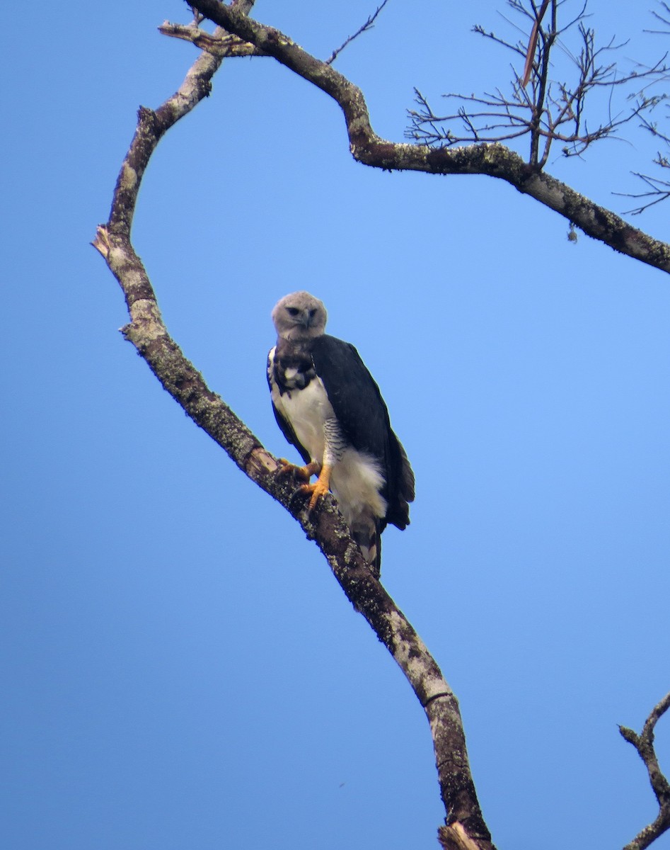 Harpy Eagle - ML604821301