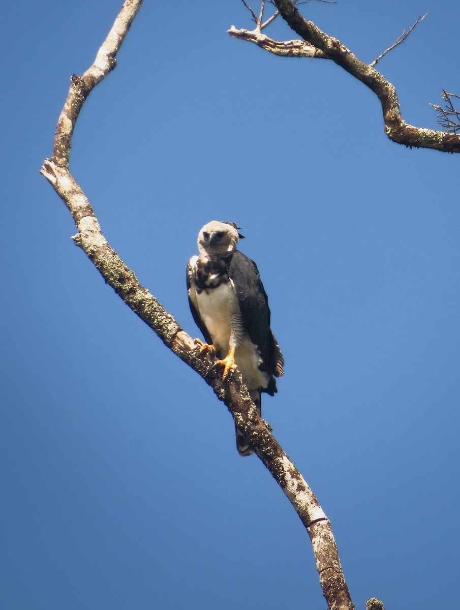 Harpy Eagle - ML604821311