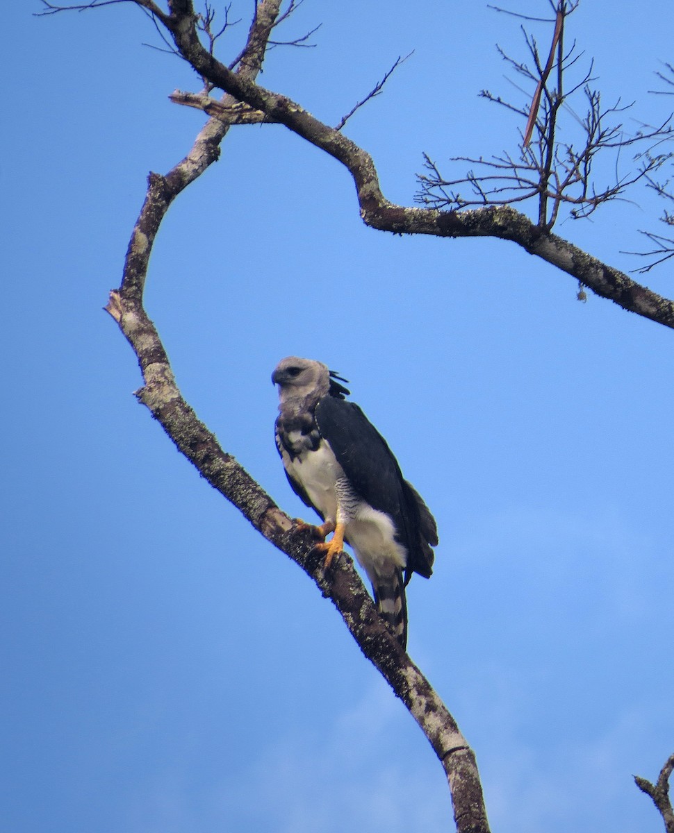 Harpy Eagle - ML604821331