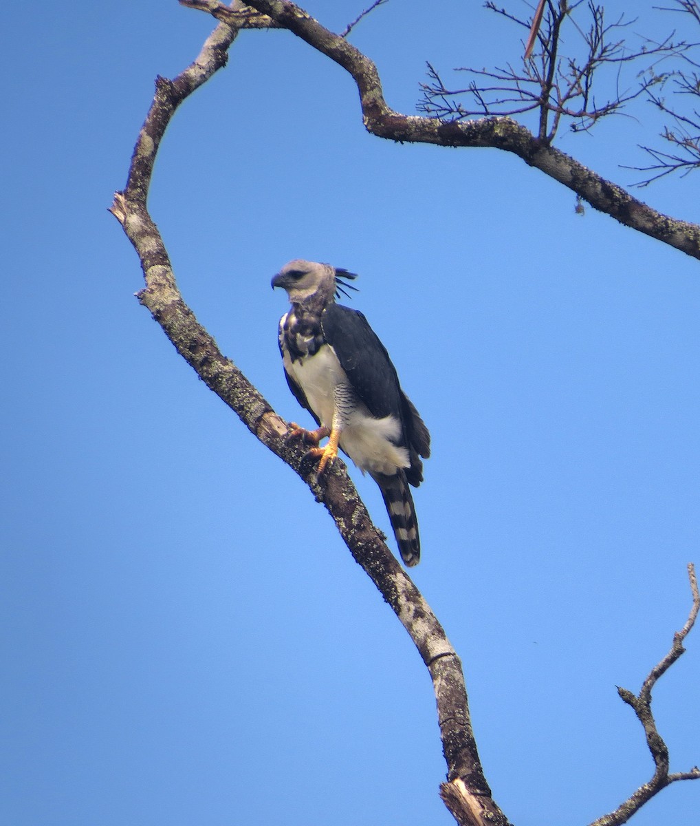 Harpy Eagle - ML604821351