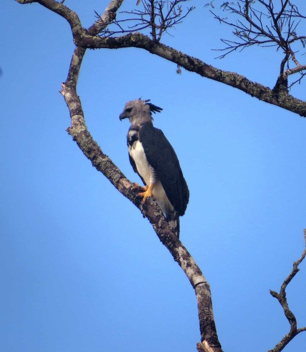 Harpy Eagle - ML604821381