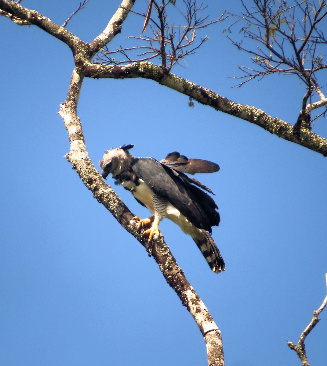 Harpy Eagle - ML604821401