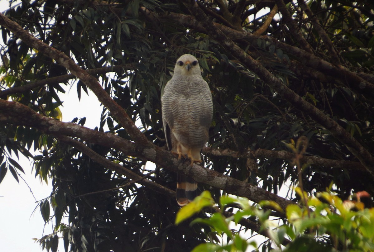 Gray-lined Hawk - ML604821521