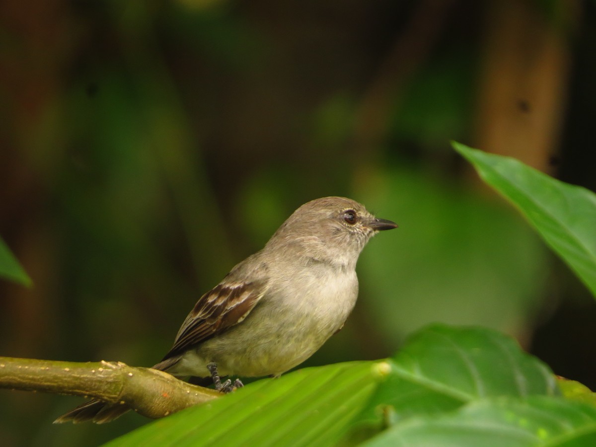 Amazonian Scrub-Flycatcher - ML604821561