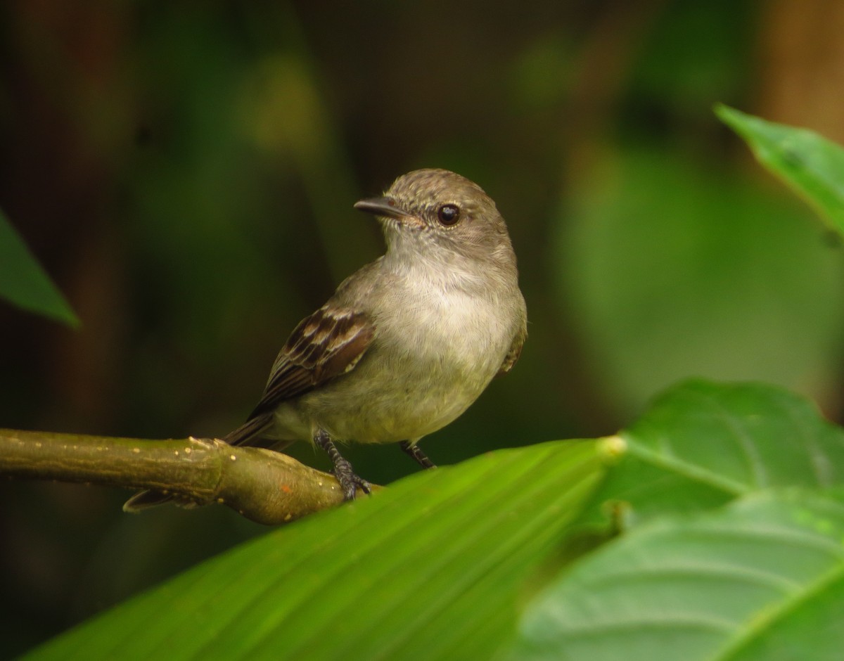 Amazonian Scrub-Flycatcher - ML604821571