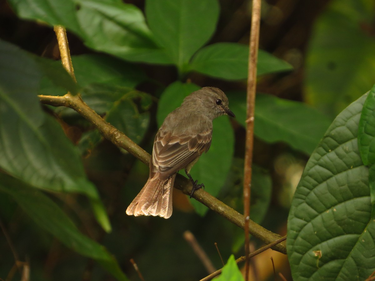 Amazonian Scrub-Flycatcher - ML604821581