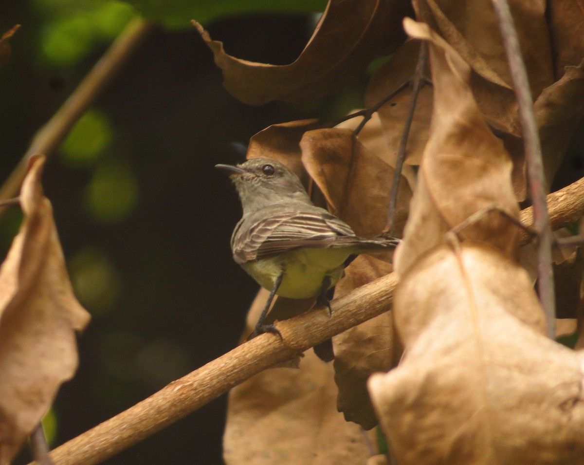 Amazonian Scrub-Flycatcher - ML604821591