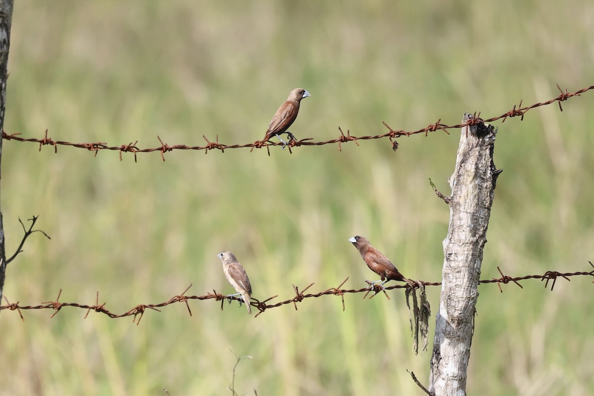 Chestnut Munia - Andrew William