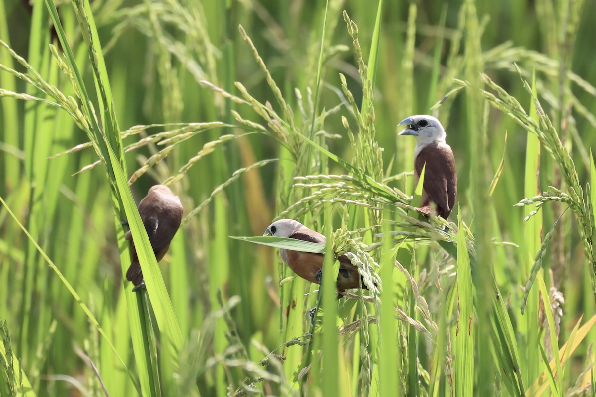 Pale-headed Munia - Andrew William