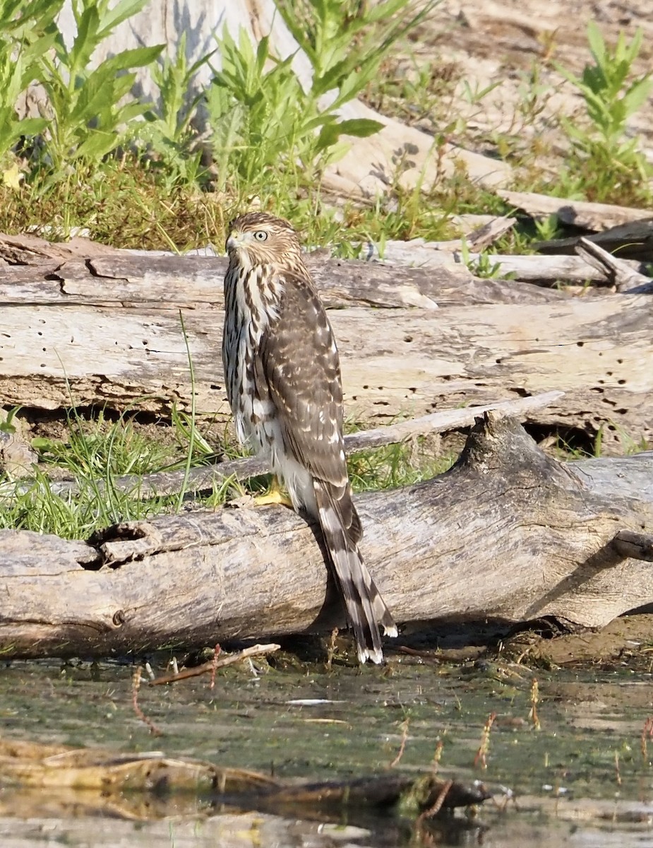 Cooper's Hawk - Jennifer Reck