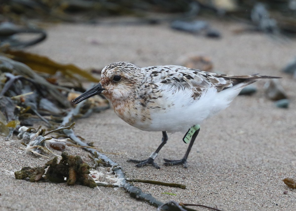 Sanderling - Harry Scarth