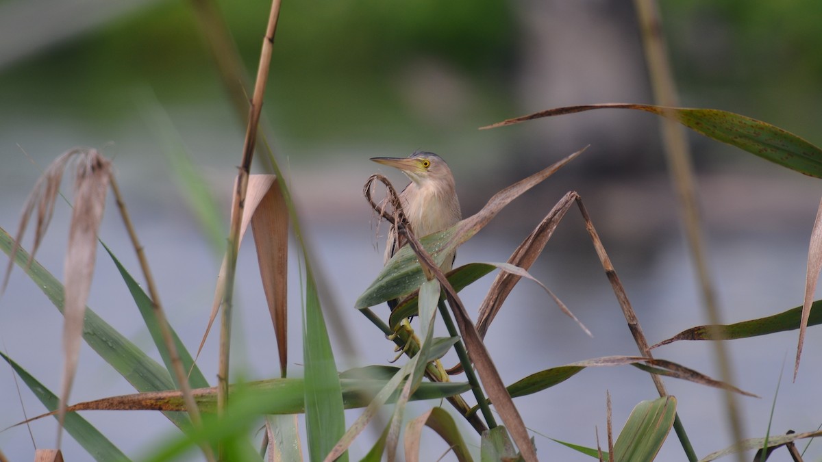 Yellow Bittern - ML604823861