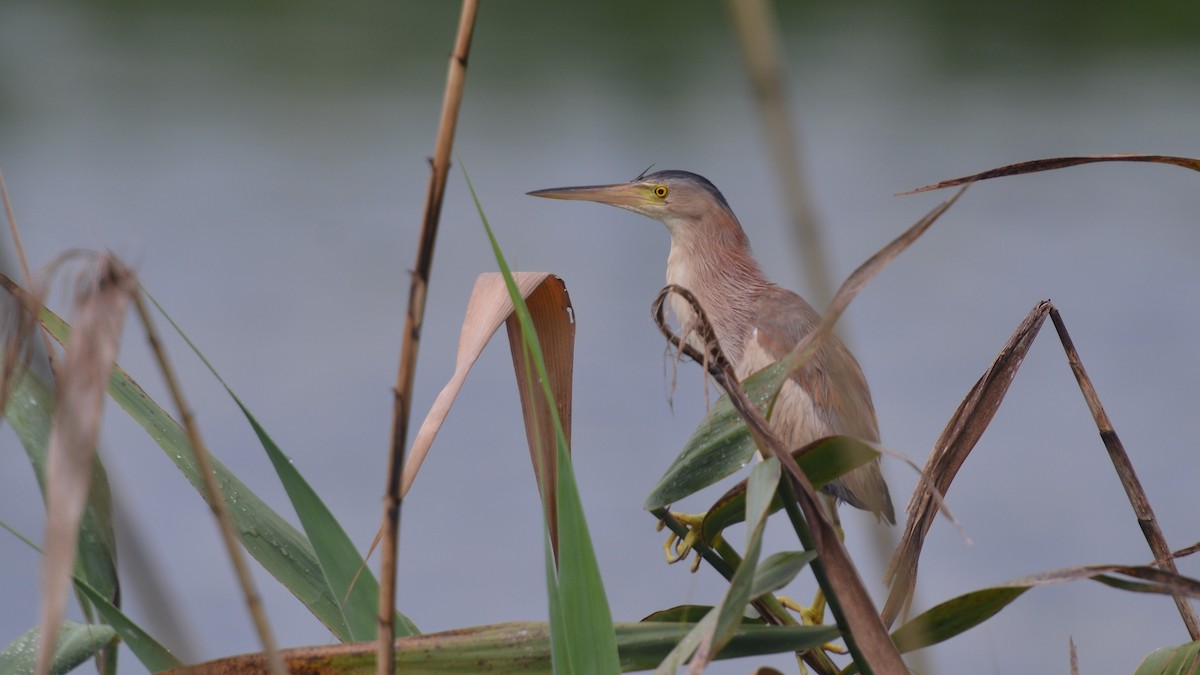 Yellow Bittern - ML604823871