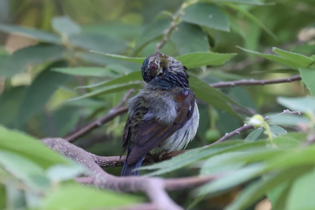 Brown-throated Sunbird - Andrew William