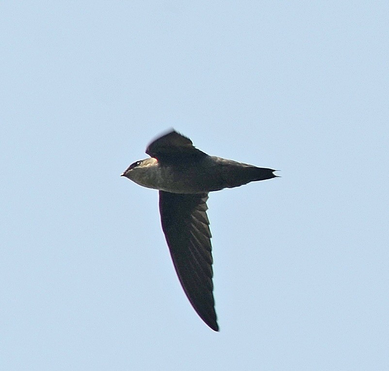 Chimney Swift - ML604826091